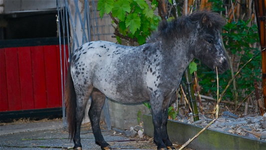 Triple Registered Purebred Falabella Stallion for Sale